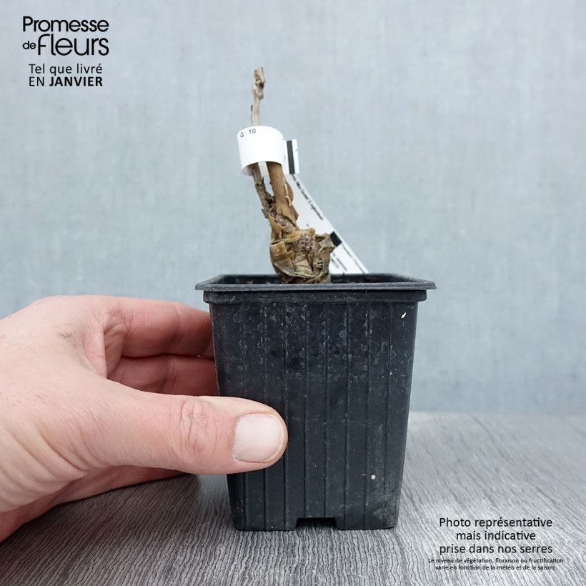 Spécimen de Glycine de Chine - Wisteria sinensis Alba Godet de 8/9 cm tel que livré en hiver