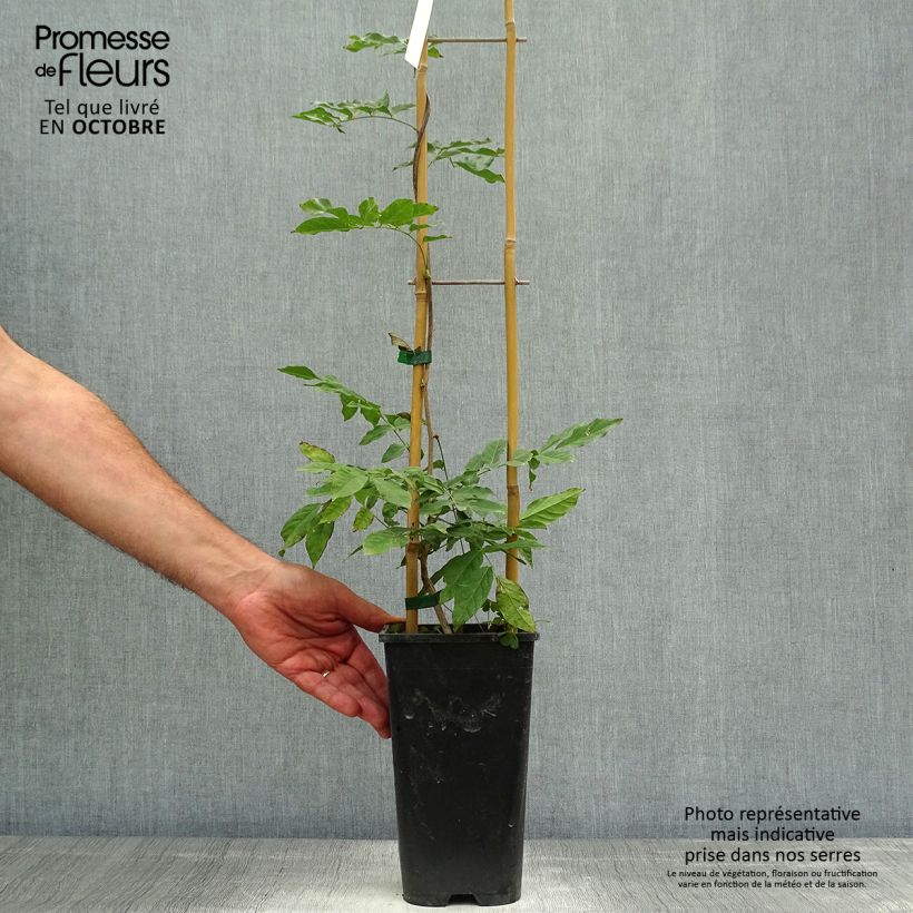 Spécimen de Glycine de Chine - Wisteria sinensis Alba Pot de 2L/3L, Plant greffé de + de 18 mois tel que livré en automne