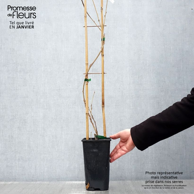 Spécimen de Glycine de Chine - Wisteria sinensis Alba Pot de 2L/3L, Plant greffé de + de 18 mois tel que livré en hiver