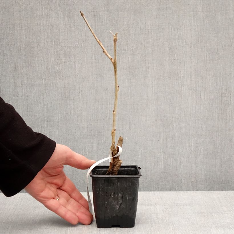 Spécimen de Glycine de Chine - Wisteria sinensis Godet de 8/9 cm tel que livré en hiver