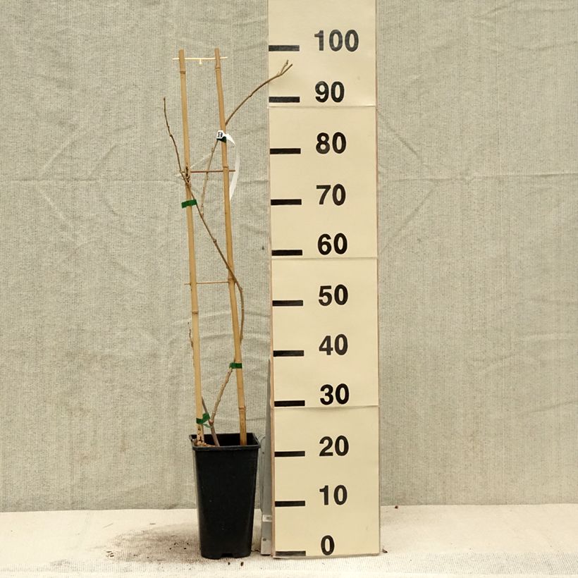 Spécimen de Glycine de Chine - Wisteria sinensis Flore Pleno Pot de 3L/4L tel que livré au printemps