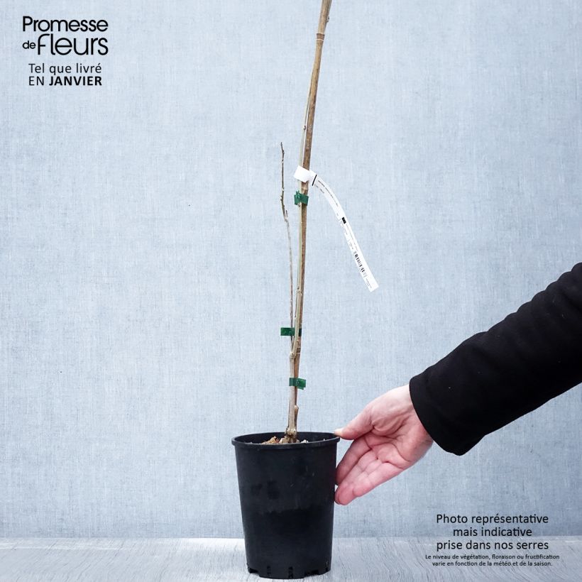 Spécimen de Glycine de Chine - Wisteria sinensis Pot de 2L/3L, Plant greffé de + de 18 mois tel que livré en hiver