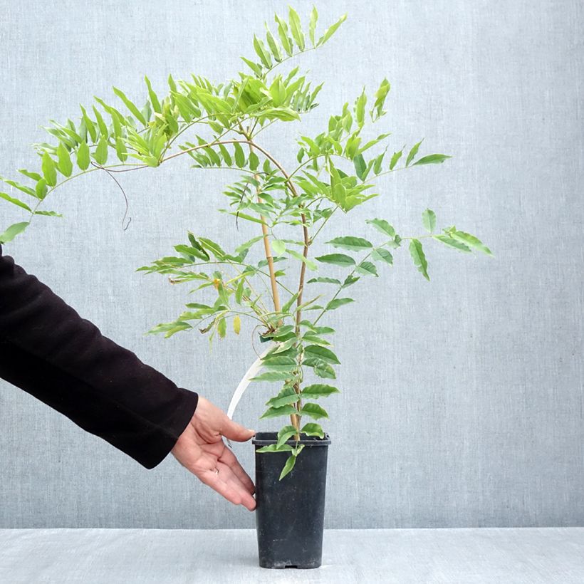 Spécimen de Glycine de Formose - Wisteria formosa Pot de 1,5L/2L tel que livré en automne