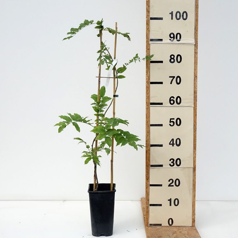 Spécimen de Glycine de Formose - Wisteria formosa Pot de 3L/4L tel que livré en automne