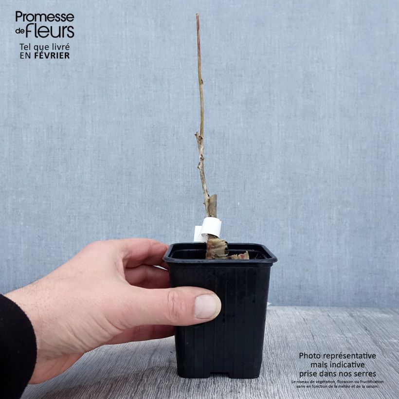 Spécimen de Glycine du Japon - Wisteria floribunda Alba Godet de 8/9 cm tel que livré en hiver