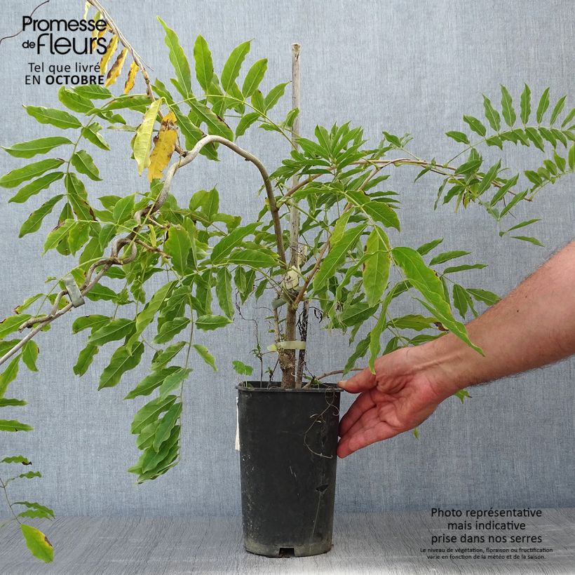 Spécimen de Glycine du Japon - Wisteria floribunda Alba Pot de 2L/3L, Plant greffé de + de 18 mois tel que livré en automne