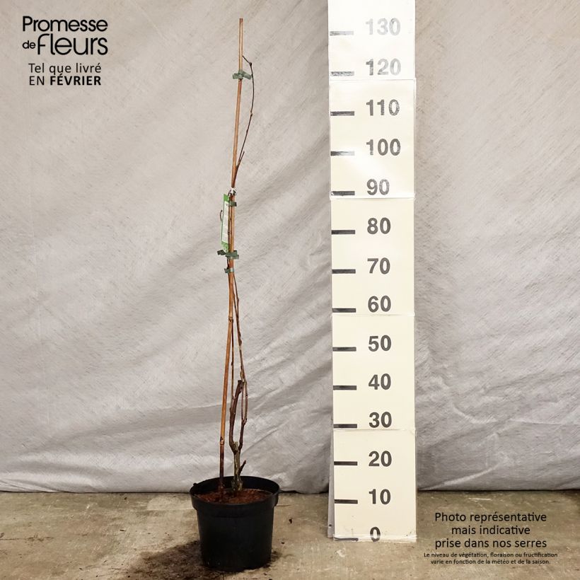 Spécimen de Glycine du Japon - Wisteria floribunda Alba Pot de 3L/4L tel que livré en hiver