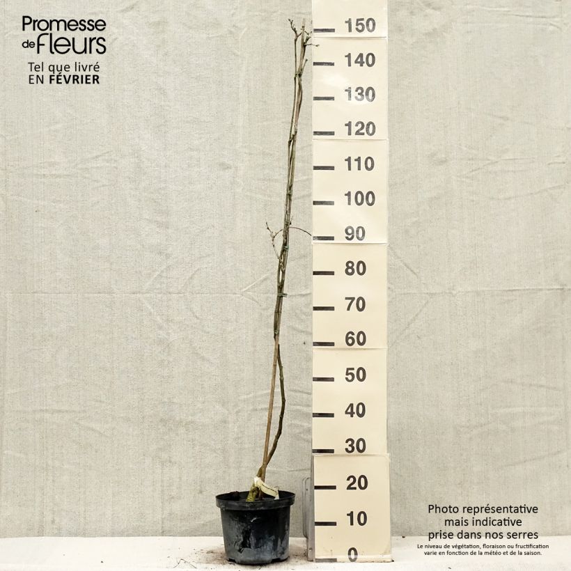 Spécimen de Glycine du Japon - Wisteria floribunda Domino ou Issai Pot de 3L/4L tel que livré en hiver