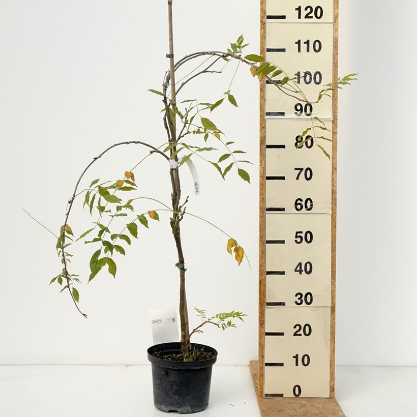 Spécimen de Glycine du Japon - Wisteria floribunda Domino ou Issai Pot de 1,5L/2L tel que livré en automne