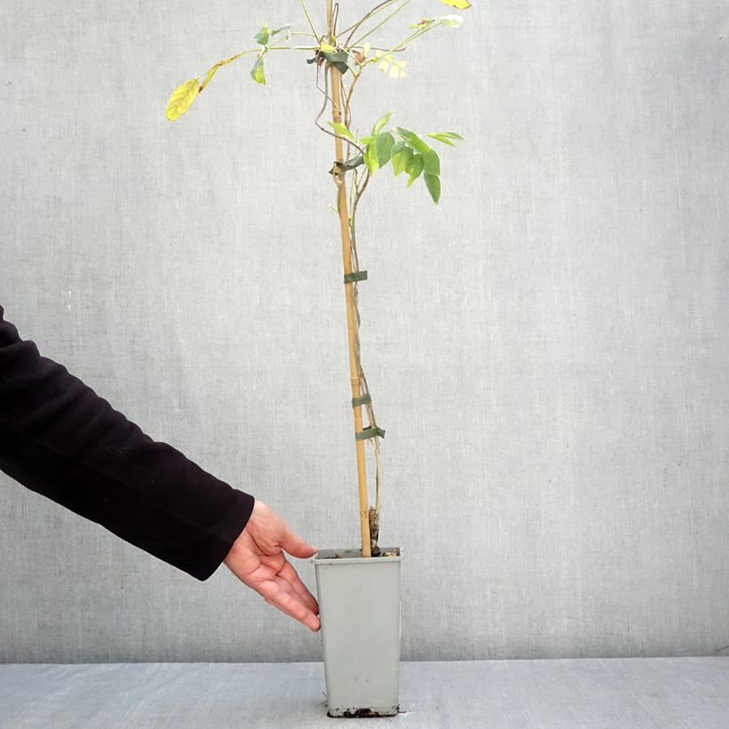 Spécimen de Glycine du Japon - Wisteria floribunda Domino ou Issai Pot de 3L/4L tel que livré en automne