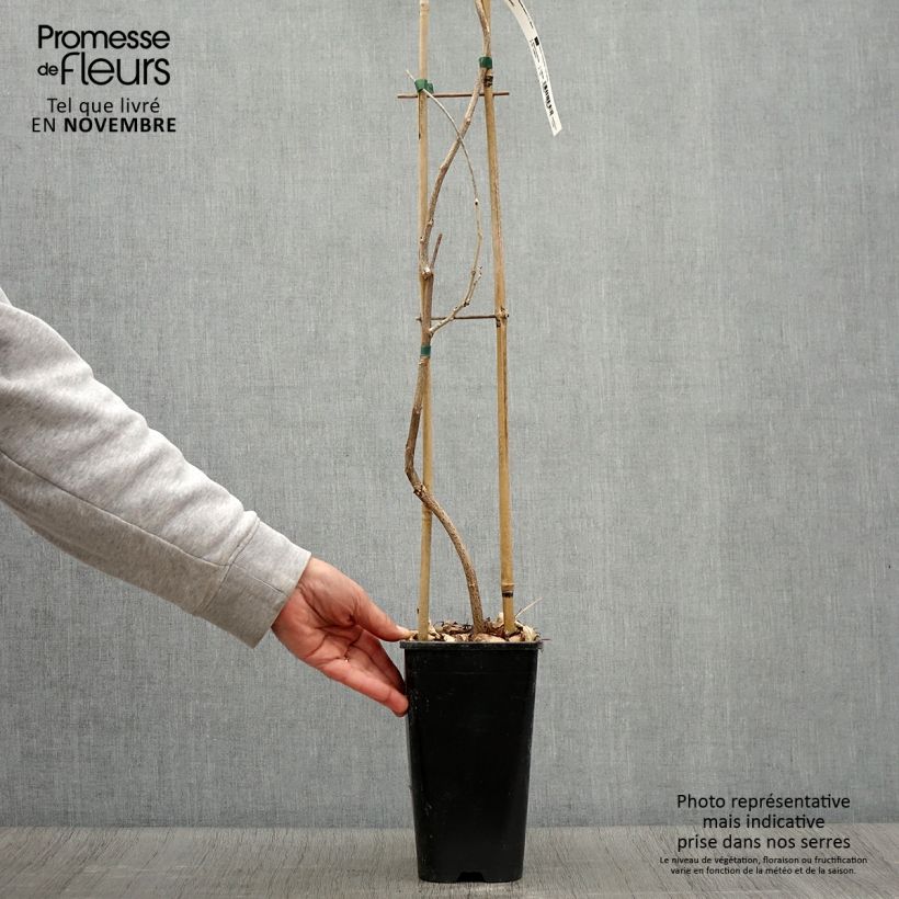 Spécimen de Glycine du Japon - Wisteria floribunda  Pot de 3L/4L tel que livré en automne