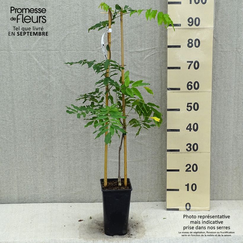 Spécimen de Glycine du Japon - Wisteria floribunda Honbeni (Rosea, Pink Ice) Pot de 2L/3L, Plant greffé de + de 18 mois tel que livré en automne