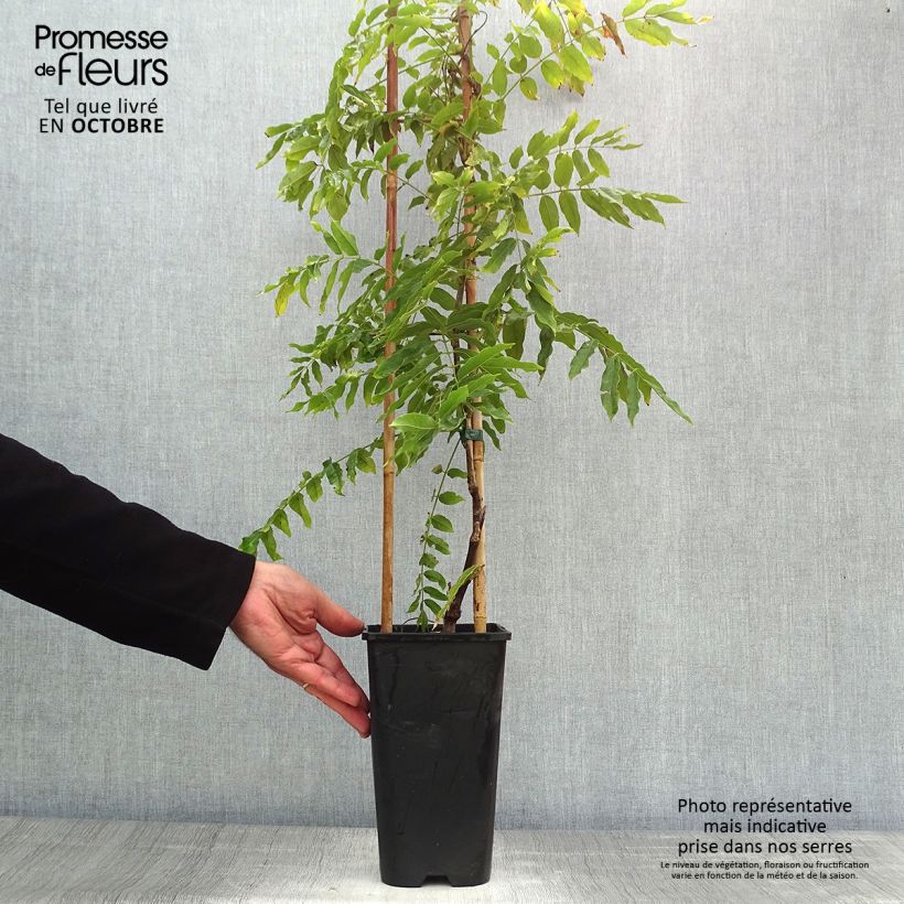 Spécimen de Glycine du Japon - Wisteria floribunda Macrobotrys Pot de 2L/3L, Plant greffé de + de 18 mois tel que livré en automne