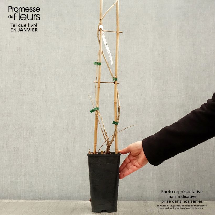 Spécimen de Glycine du Japon - Wisteria floribunda Macrobotrys Pot de 2L/3L, Plant greffé de + de 18 mois tel que livré en hiver