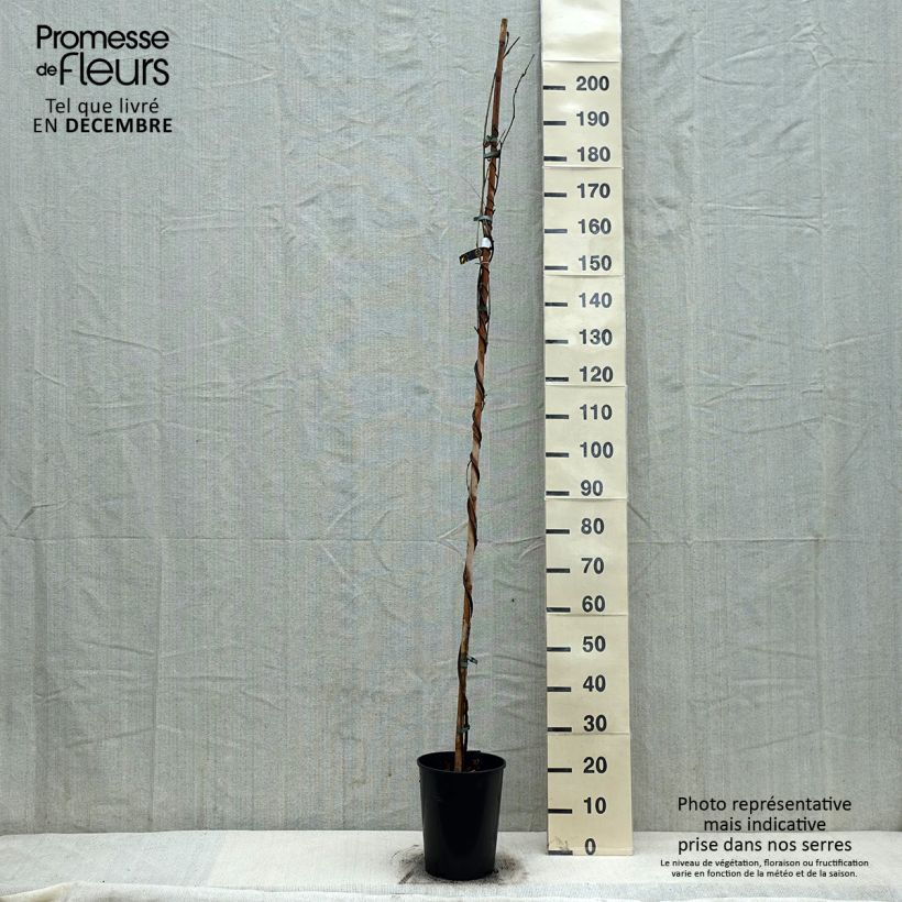Spécimen de Glycine du Japon - Wisteria floribunda Shiro-noda Pot de 4L/5L tel que livré en hiver