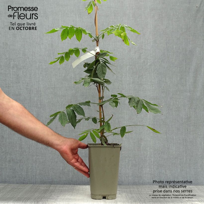 Spécimen de Glycine du Japon - Wisteria venusta Pot de 2L/3L, Plant greffé de + de 18 mois tel que livré en automne