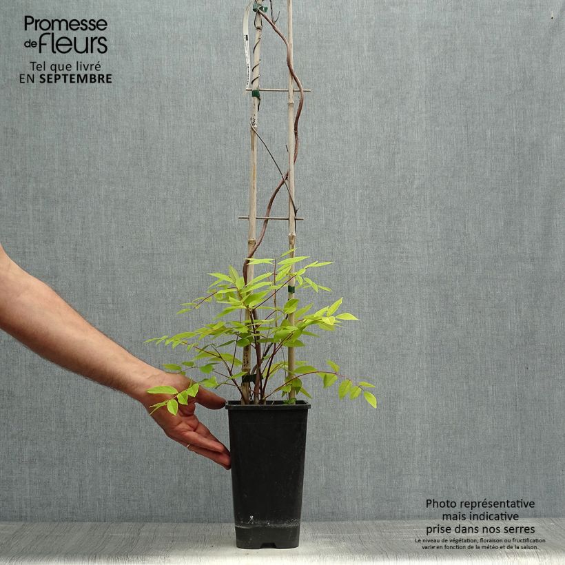 Spécimen de Glycine frutescens - Wisteria frutescens Pot de 3L/4L tel que livré en automne
