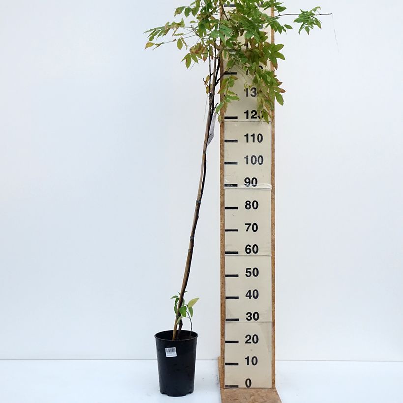 Spécimen de Glycine Grande Diva Barbara - Wisteria (x) venusta Pot de 4L/5L tel que livré en automne