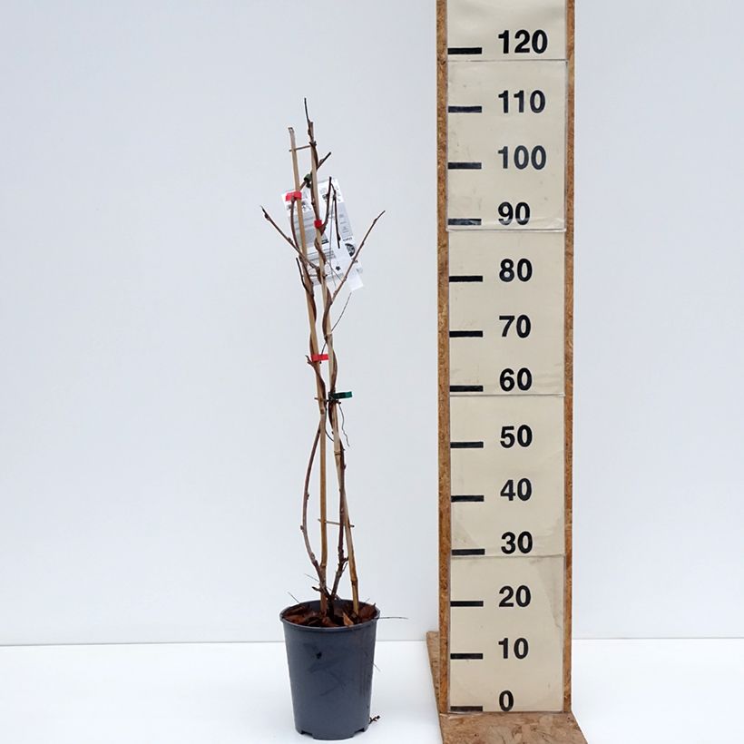 Spécimen de Glycine Grande Diva Barbara - Wisteria (x) venusta Pot de 4L/5L tel que livré en hiver