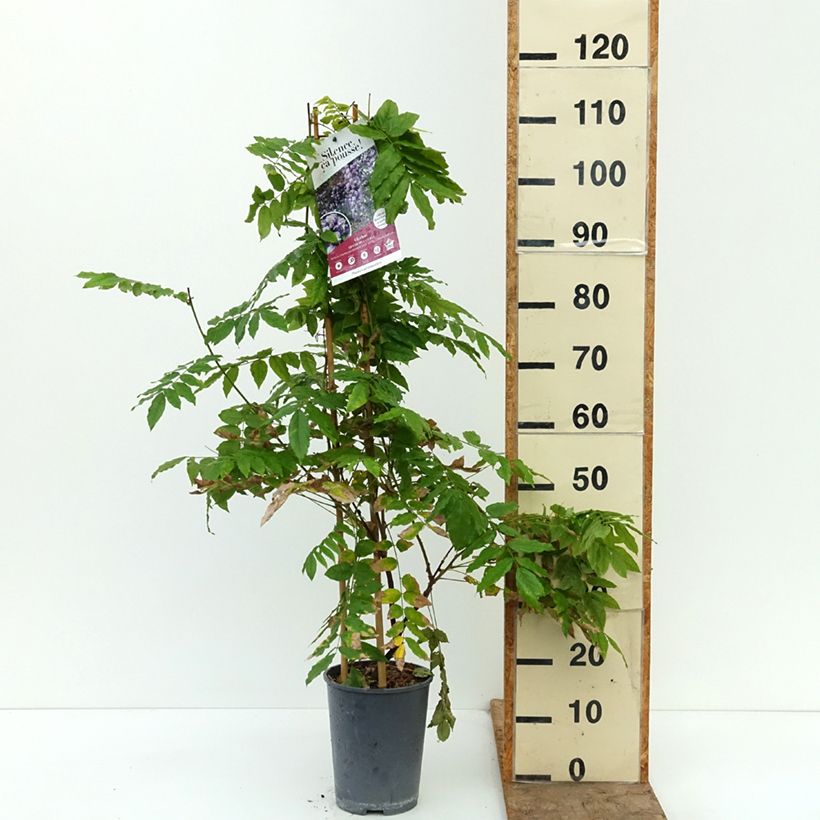 Spécimen de Glycine Grande Diva Cecilia - Wisteria (x) venusta  Pot de 4L/5L tel que livré en automne