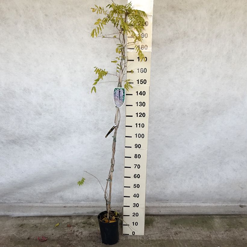 Spécimen de Glycine japonaise Lawrence - Wisteria floribunda Pot de 6L/7L tel que livré en automne