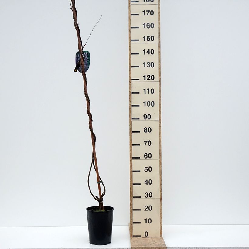 Spécimen de Glycine japonaise Lawrence - Wisteria floribunda Pot de 6L/7L tel que livré en hiver