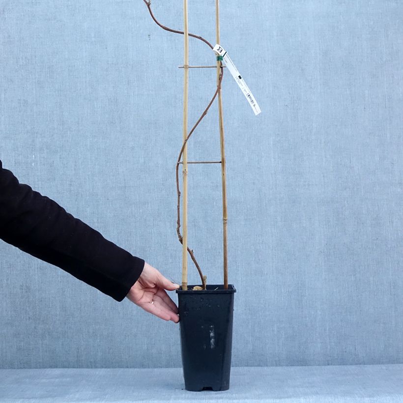 Spécimen de Glycine japonaise - Wisteria floribunda Lipstick Pot de 3L/4L tel que livré en hiver