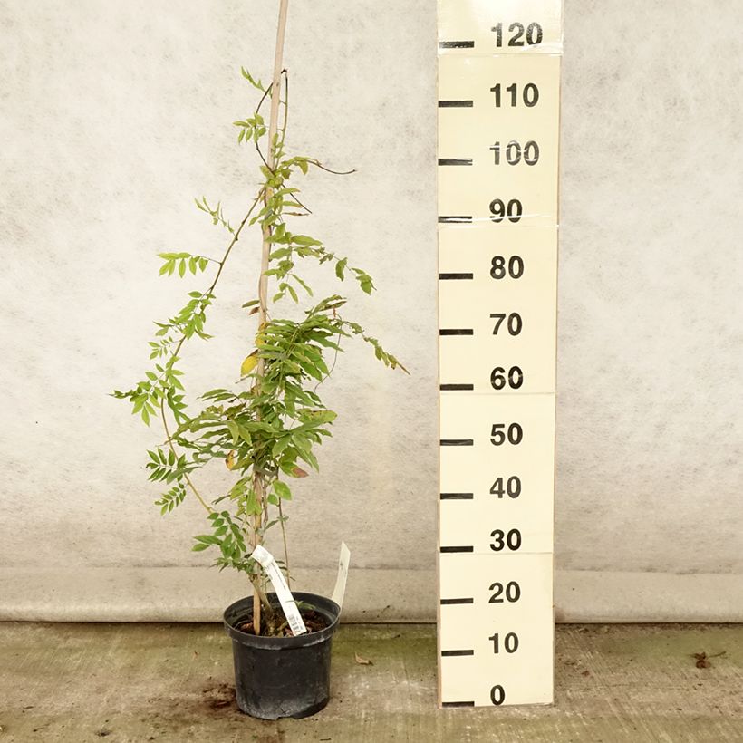 Spécimen de Glycine japonaise - Wisteria floribunda Macrobotrys De Belder Pot de 4L/5L tel que livré en été