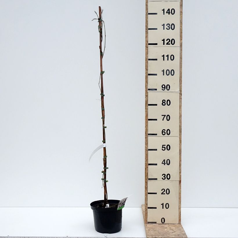 Spécimen de Glycine japonaise - Wisteria floribunda Macrobotrys De Belder Pot de 4L/5L tel que livré en hiver