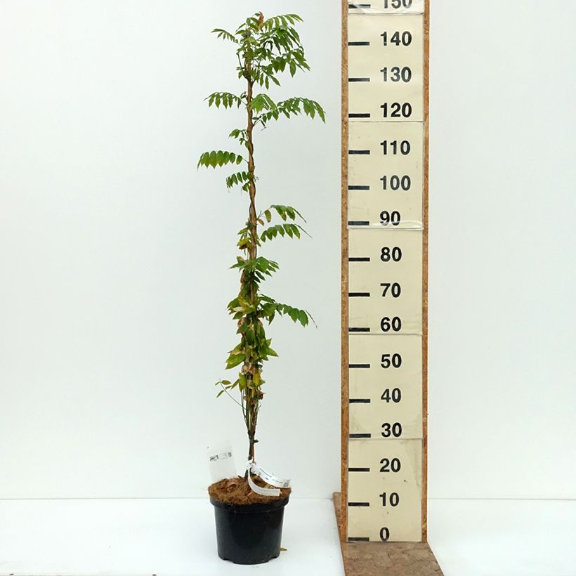Spécimen de Glycine japonaise - Wisteria floribunda Macrobotrys De Belder Pot de 4L/5L tel que livré en automne