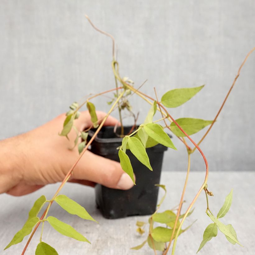 Spécimen de Glycine tubereuse - Apios americana Godet de 8/9 cm tel que livré en automne
