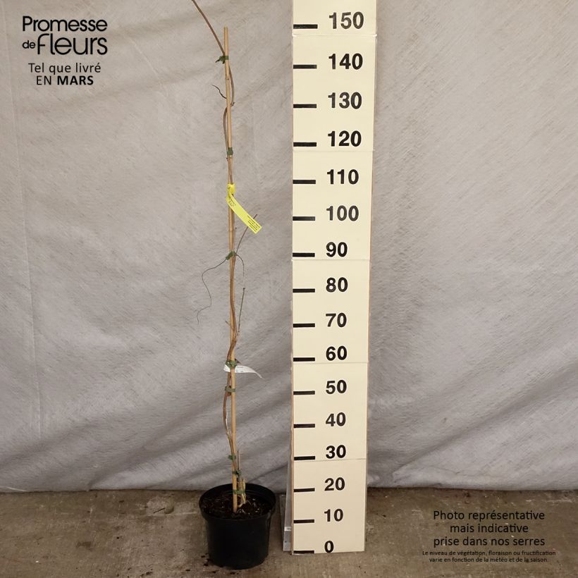 Amostra de Wisteria brachybotrys White Silk - Glicínia Vaso de 4 L/5 L tal como entregue na primavera