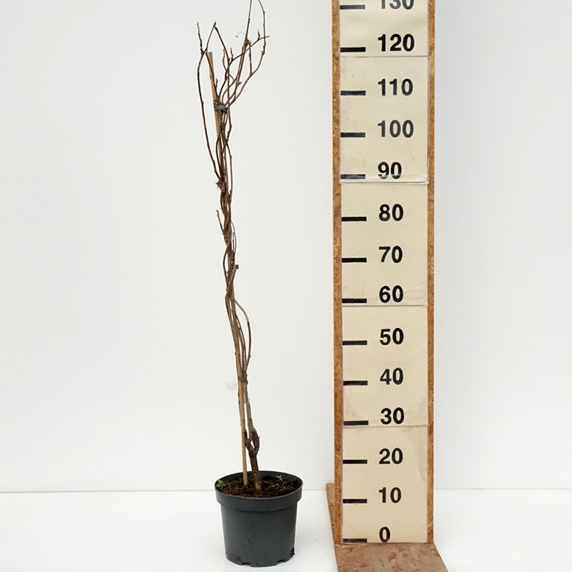 Spécimen de Glycine - Wisteria macrostachya Clara Mack Pot de 4L/5L tel que livré en hiver