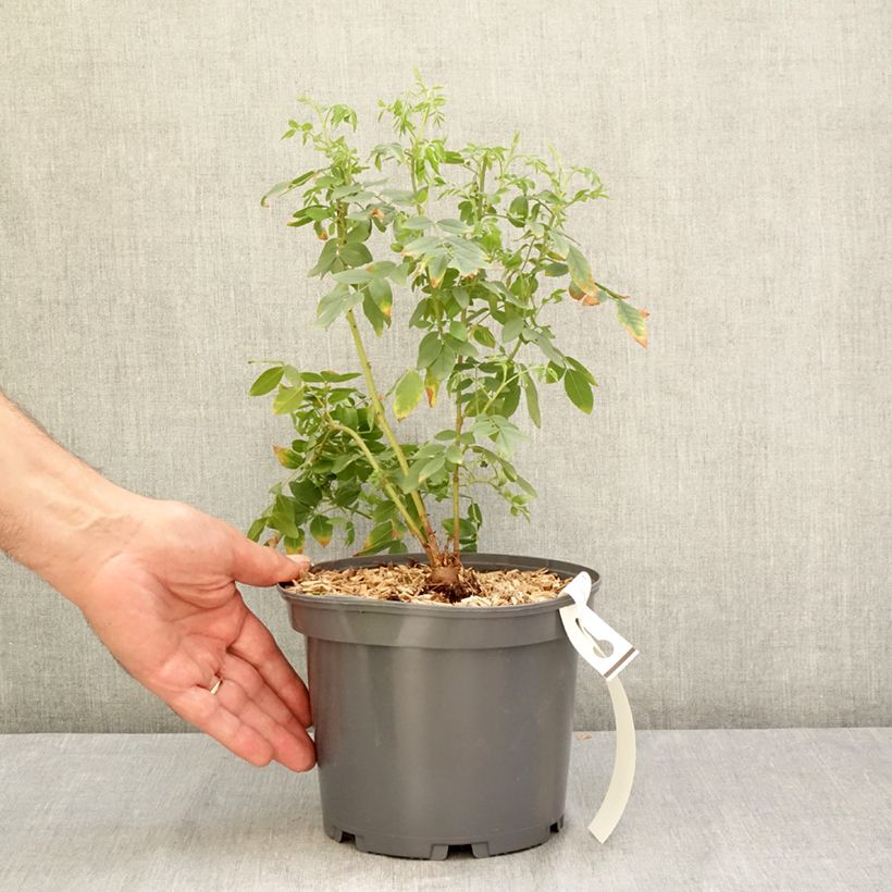 Spécimen de Glycyrrhiza glabra - Réglisse glabre Pot de 2L/3L tel que livré en été