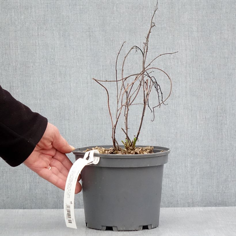 Spécimen de Glycyrrhiza glabra - Réglisse glabre Pot de 2L/3L tel que livré au printemps