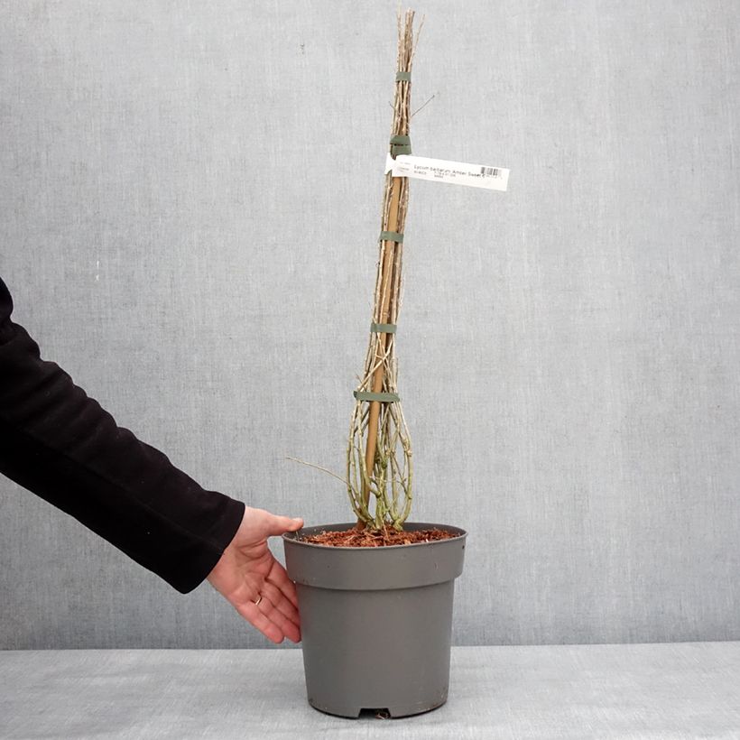 Spécimen de Goji Amber Sweet - Lycium barbarum Pot de 4L/5L, Touffe tel que livré en hiver