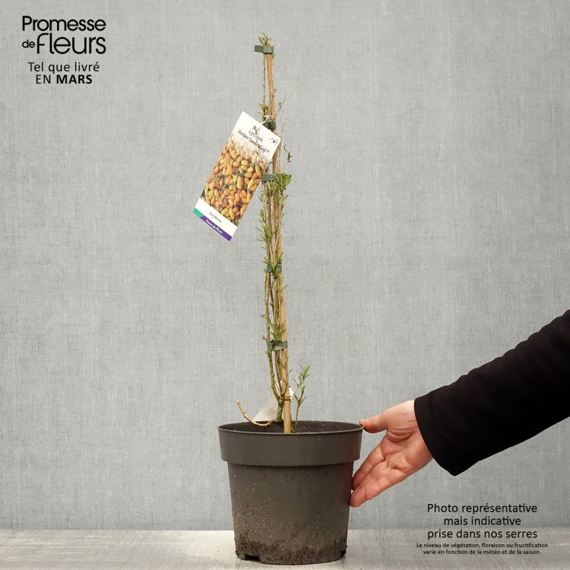 Spécimen de Goji Amber Sweet - Lycium barbarum Pot de 4L/5L, Touffe tel que livré au printemps