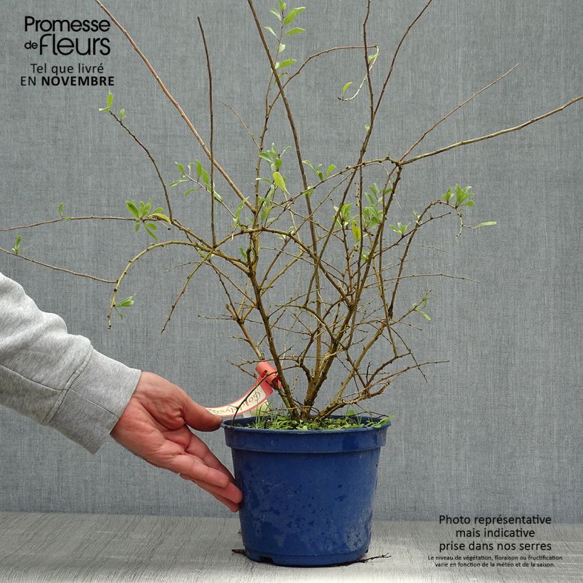 Spécimen de Goji Gojidelys - Lycium barbarum Pot de 2L/3L, Touffe tel que livré en automne