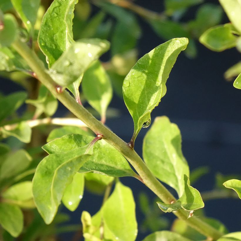 Goji Gojidelys - Lycium barbarum (Feuillage)