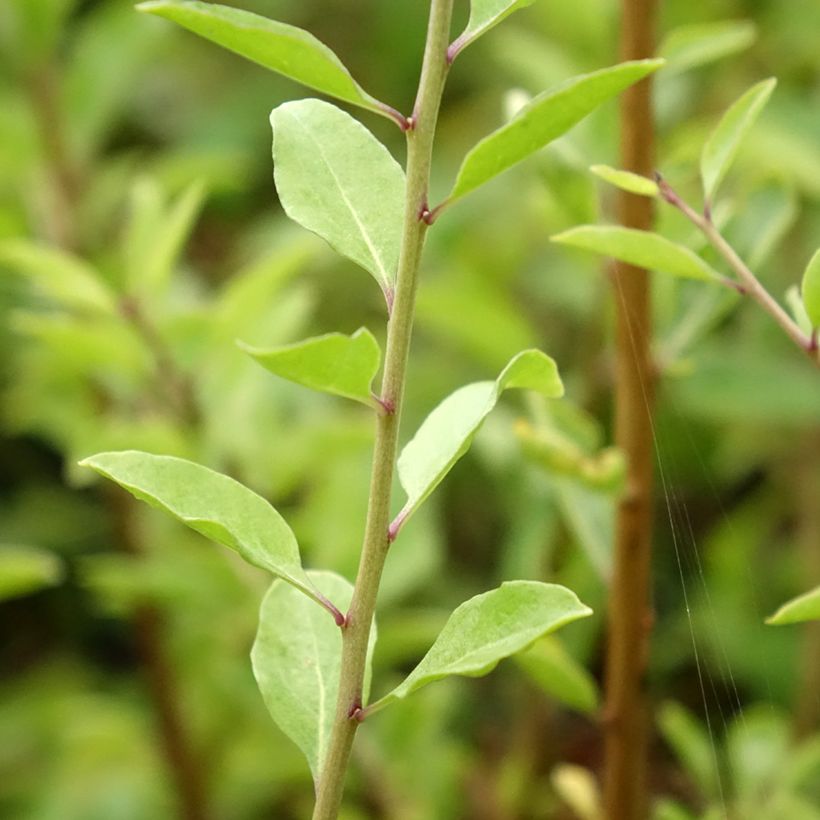 Goji Instant Success - Lycium barbarum (Feuillage)