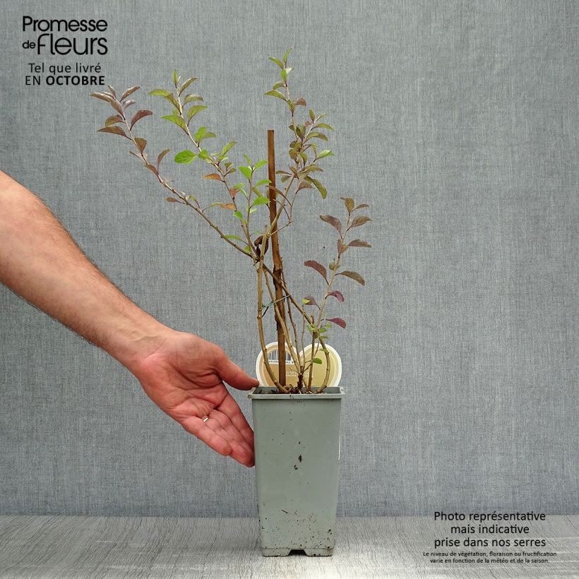 Spécimen de Goji Instant Success - Lycium barbarum Pot de 1,5L/2L tel que livré en automne