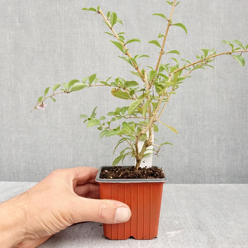 Spécimen de Goji - Lycium barbarum Godet de 8/9 cm tel que livré en automne