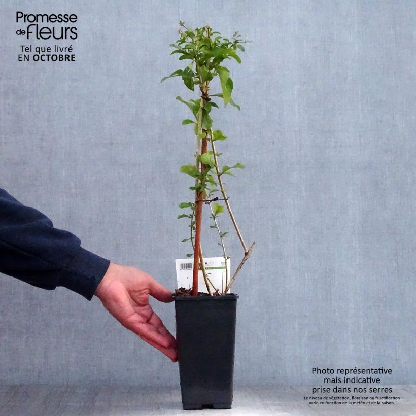 Spécimen de Goji - Lycium barbarum Pot de 1,5L/2L, Buisson, Buisson tel que livré en automne