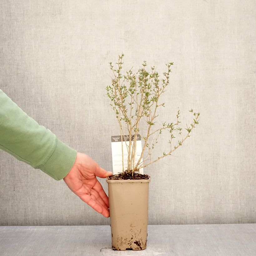 Spécimen de Goji Q1 - Lycium barbarum Pot de 1,5L/2L, Touffe tel que livré en hiver