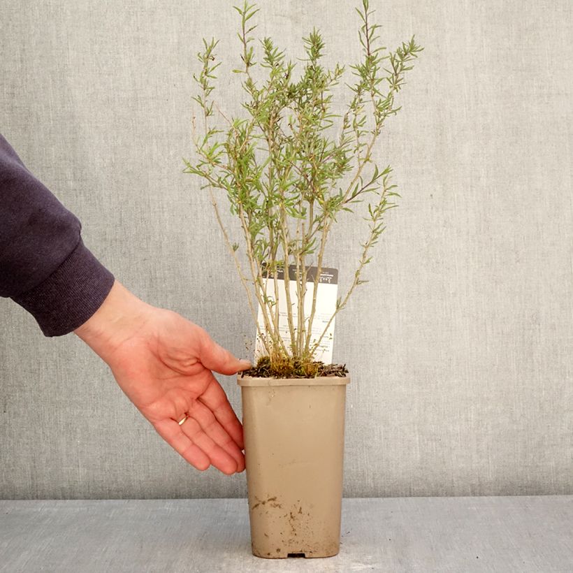 Spécimen de Goji Q1 - Lycium barbarum Pot de 1,5L/2L, Touffe tel que livré au printemps