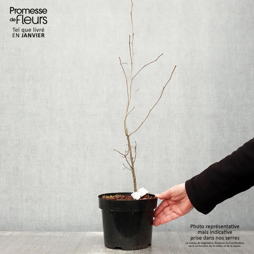 Spécimen de Gommier noir - Nyssa sylvatica Pot de 2L/3L tel que livré en hiver