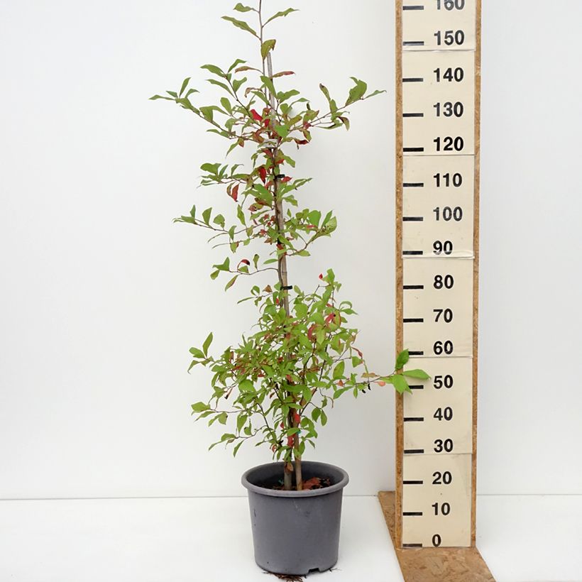 Spécimen de Gommier noir - Nyssa sylvatica Pot de 7,5L/10L tel que livré en automne