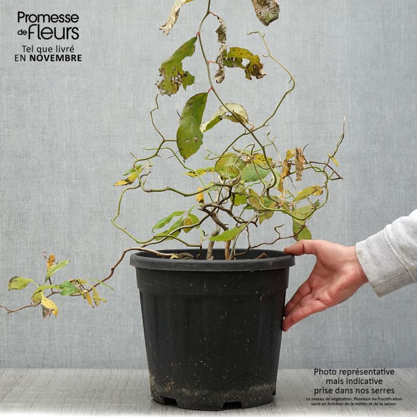 Spécimen de Gommier noir - Nyssa sylvatica Zydeco Twist Pot de 12L/15L tel que livré en automne