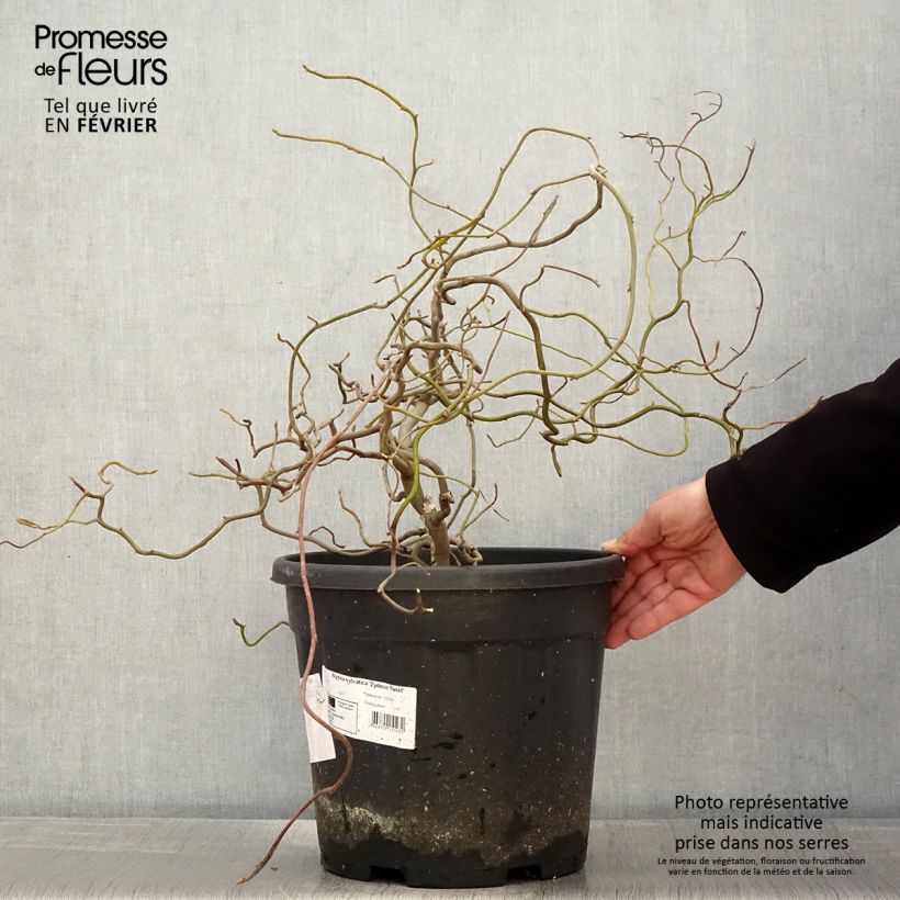 Spécimen de Gommier noir - Nyssa sylvatica Zydeco Twist Pot de 12L/15L tel que livré en hiver