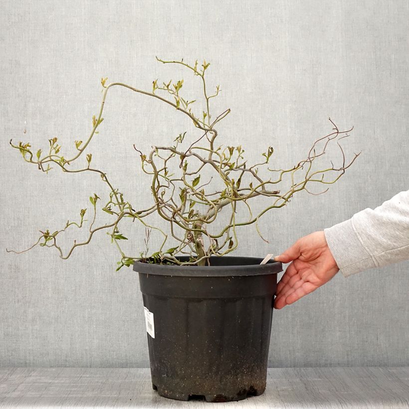 Amostra de Nyssa sylvatica Zydeco Twist Vaso de 12 L/15 L tal como entregue na primavera